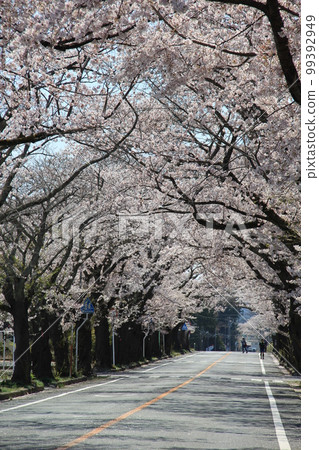 Spring scenery / Road lined with "Someiyoshino" cherry trees in full bloom Spring scenery / Road lined with "Someiyoshino" cherry trees in full bloom 99392949