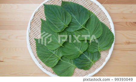 Sesame leaf 99393049