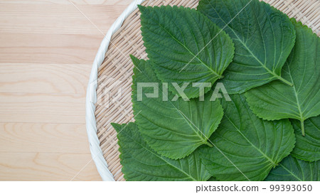 Sesame leaf Sesame leaf 99393050