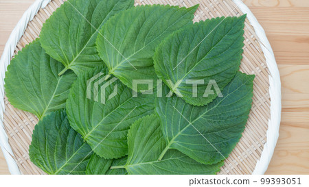 Sesame leaf Sesame leaf 99393051