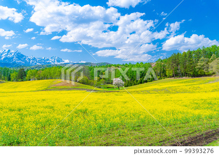 [Spring materials] Spring Nakayama Kogen, rape blossoms, cherry blossoms and Northern Alps [Nagano Prefecture] 99393276