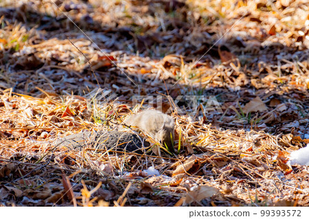 [Animal material] Wild Japanese squirrel [Nagano Prefecture] 99393572
