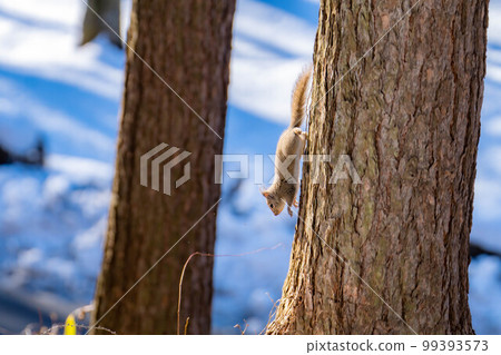 [Animal material] Wild Japanese squirrel [Nagano Prefecture] 99393573