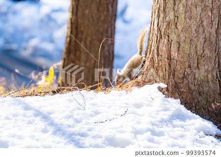 [Animal material] Wild Japanese squirrel [Nagano Prefecture] 99393574