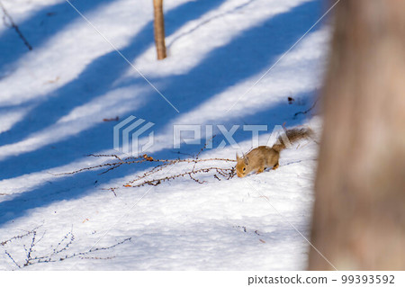 [Animal material] Wild Japanese squirrel [Nagano Prefecture] 99393592