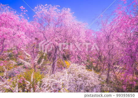Cherry blossoms in Kyoto Hararuyaen 99393650