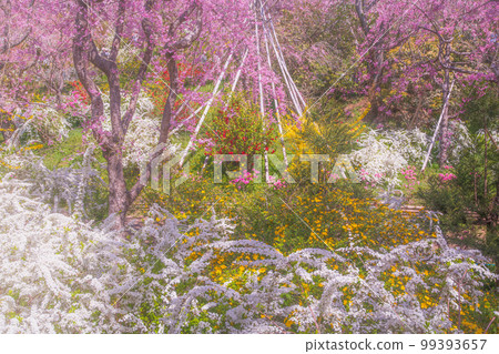 櫻花在京都Hararuyaen 99393657