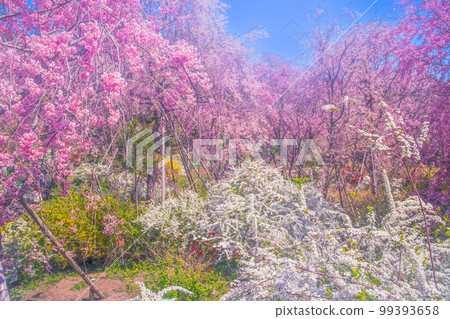 櫻花在京都Hararuyaen 99393658