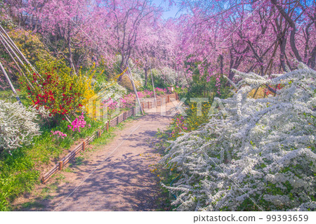 Cherry blossoms in Kyoto Hararuyaen Cherry blossoms in Kyoto Hararuyaen 99393659