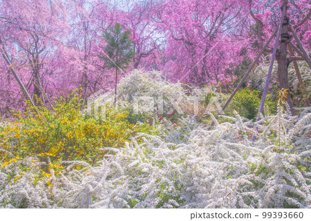 Cherry blossoms in Kyoto Hararuyaen 99393660