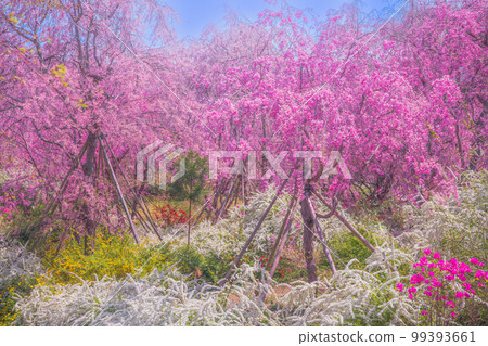 Cherry blossoms in Kyoto Hararuyaen Cherry blossoms in Kyoto Hararuyaen 99393661