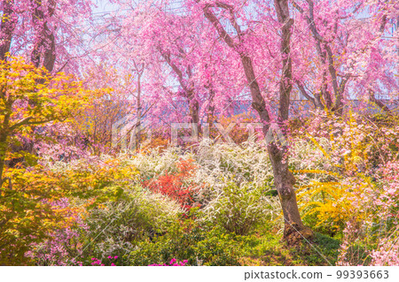 櫻花在京都Hararuyaen 櫻花在京都Hararuyaen 99393663