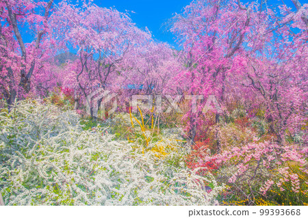 櫻花在京都Hararuyaen 99393668
