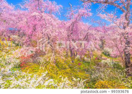 櫻花在京都Hararuyaen 99393676