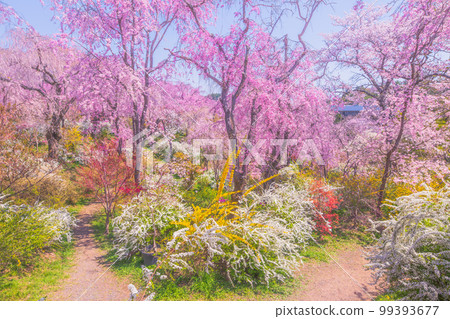 櫻花在京都Hararuyaen 櫻花在京都Hararuyaen 99393677