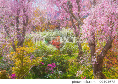 櫻花在京都Hararuyaen 99393678