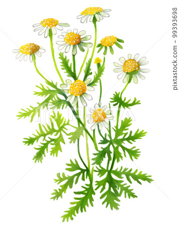 Feverfew plant isolated on white background, natural herbal medicine plant. Generative AI watercolor illustration Feverfew plant isolated on white background, natural herbal medicine plant. Generative AI watercolor illustration 99393698