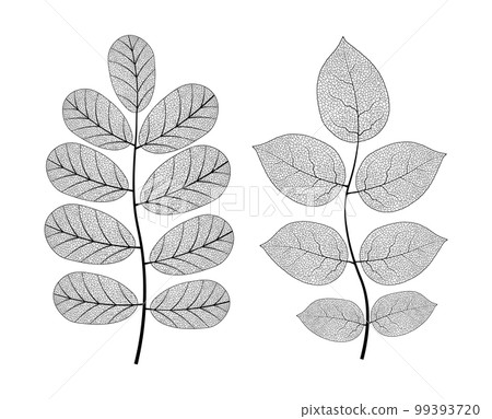 Leaf vein vector texture isolated transparent autumn black detail botanical vein leaf organic Leaf vein vector texture isolated transparent autumn black detail botanical vein leaf organic 99393720