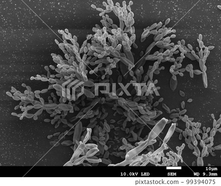 柴胡花粉電子顯微照片 99394075