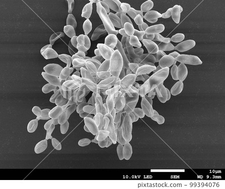 柴胡花粉電子顯微照片 99394076