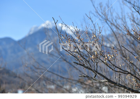 北斗市白州町,以白雪皚皚的凱駒和藍天為背景的白梅花 北斗市白州町,以白雪皚皚的凱駒和藍天為背景的白梅花 99394929