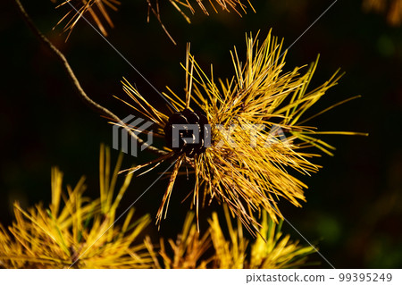 黃色松樹 黃色松樹 99395249