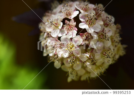American Temari Shimotsuke Flower Close-up American Temari Shimotsuke Flower Close-up 99395253