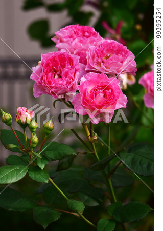 pink roses in the summer garden pink roses in the summer garden 99395254