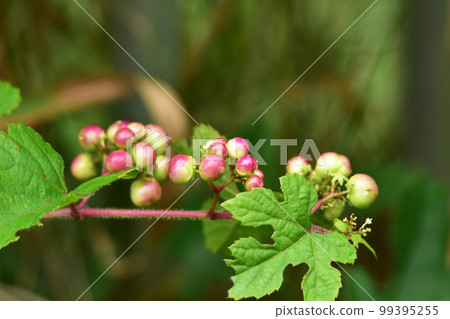 wild grape fruit blooming in the field 99395255