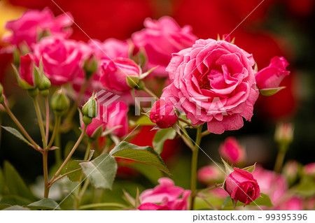 Like Carmen, like a lady, it emits a supreme scent and wears a fragrant scent. Like Carmen, like a lady, it emits a supreme scent and wears a fragrant scent. 99395396