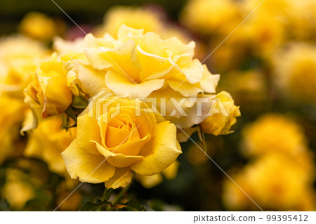 Like Carmen, like a lady, it emits a supreme scent and wears a fragrant scent. 99395412