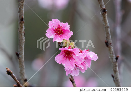 Sakura with raindrops. Fresh pink cherry blossoms after the rain. 99395429