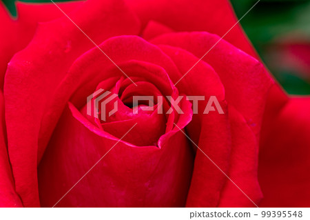 Like Carmen, like a lady, it emits a supreme scent and wears a fragrant scent. Like Carmen, like a lady, it emits a supreme scent and wears a fragrant scent. 99395548