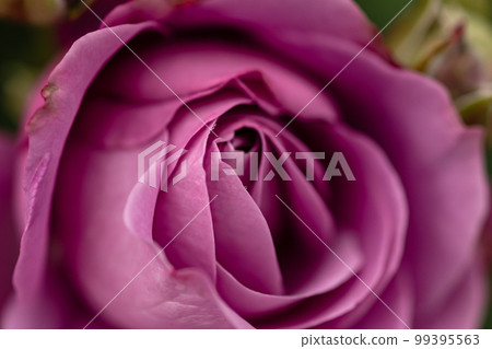 像卡門一樣，像貴婦一樣，散發著至高無上的香氣，身上散發著芬芳的氣息。 99395563