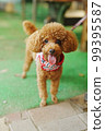 Toy poodle playing with dog run 99395587