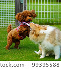 Toy poodle playing with dog run 99395588