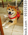 Shiba Inu playing in a dog run 99395589