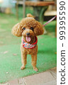 Toy poodle playing with dog run 99395590