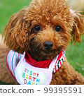 Toy poodle playing with dog run 99395591