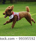 Toy poodle playing with dog run 99395592