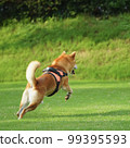 Shiba Inu playing in a dog run 99395593