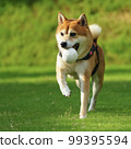 Shiba Inu playing in a dog run 99395594