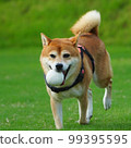 Shiba Inu playing in a dog run 99395595