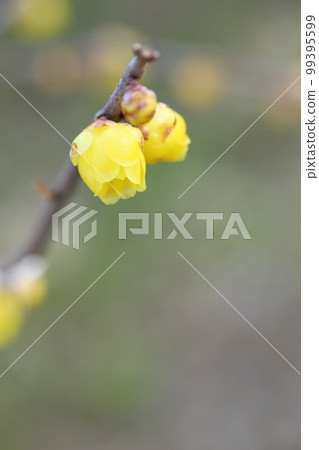 Close-up of Japanese allspice that has begun to bloom [Hokorobu] 99395599