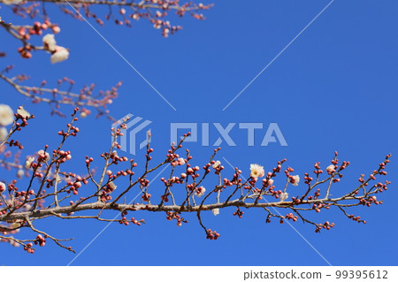 已經開始綻放的重瓣白梅[藍天背景] 99395612