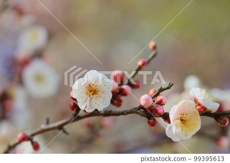 Close-up of double-flowered white plum blossoms 99395613