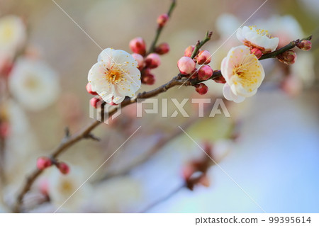 Close-up of double-flowered white plum blossoms Close-up of double-flowered white plum blossoms 99395614