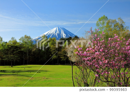 春黃芪開花西湖野鳥森林公園 春黃芪開花西湖野鳥森林公園 99395983