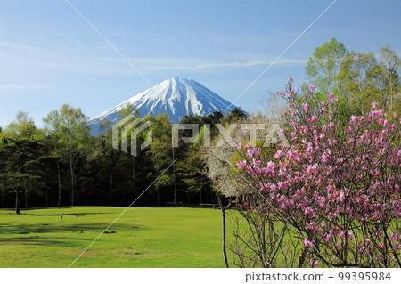 春黃芪開花西湖野鳥森林公園 99395984