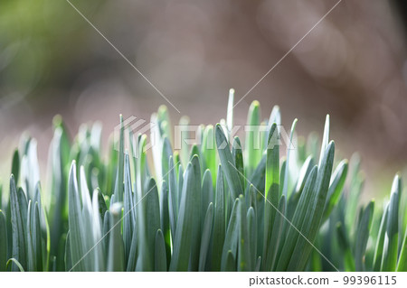 早春的水仙花 早春的水仙花 99396115